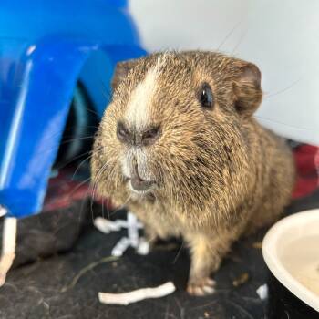 Rescue Guinea Pig Guinea Pigs for Adoption in Dover, New Hampshire - Snowflake | PetCurious